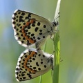 Fetthennenbläuling (Scolitantides orion)